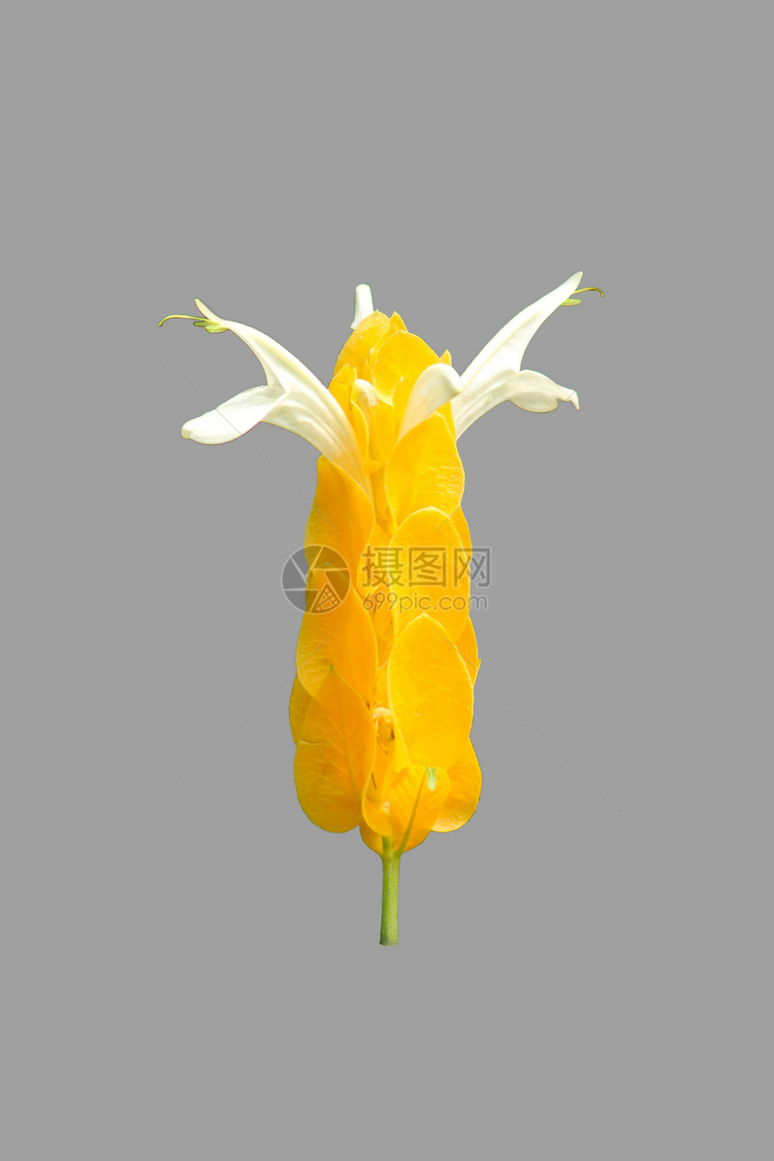 黄黄热带花花厚穗情调亚热带剪裁小路异国植物白色图片