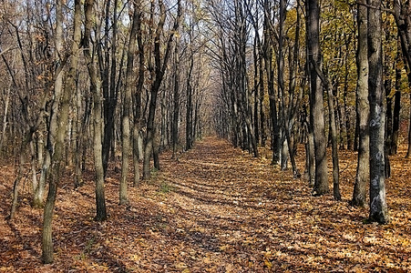秋季分支机构树叶木头公园树木季节背景图片