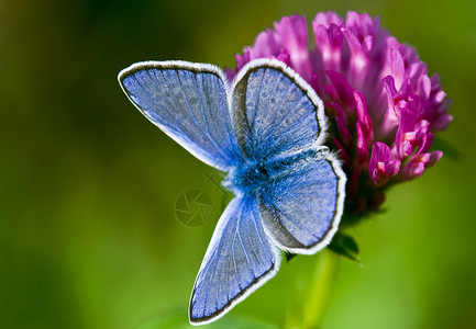 蝴蝶白色蓝色环境打点植物动物花朵翅膀绿色线条高清图片