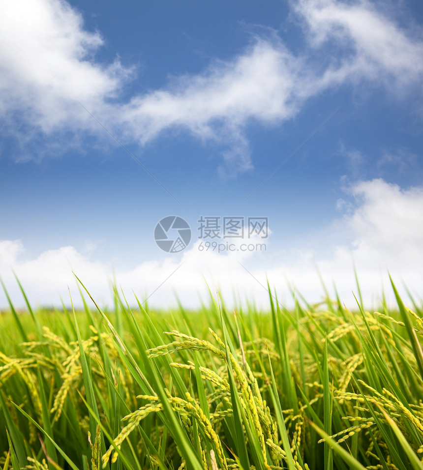 有云底背景的稻田图片