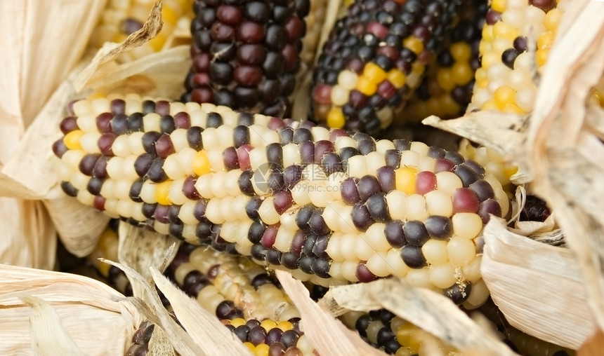 玉米收获黄色棒子花园燃料食物宏观小吃活力蔬菜图片