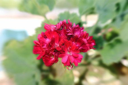 鲜花摄影宏观红色背景图片