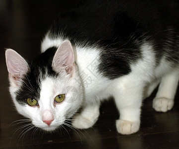 可爱的猫动物黑色白色背景图片