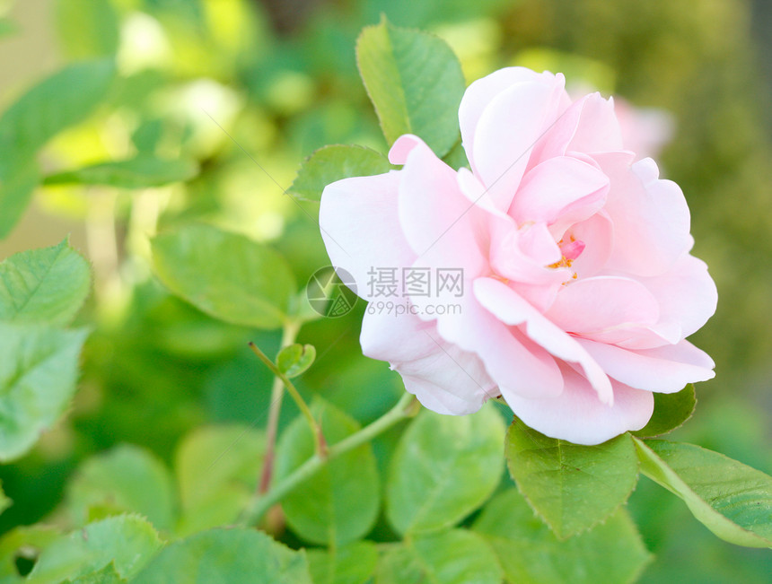 粉红玫瑰植物群花瓣荒野植物花园植物学宏观园艺环境叶子图片