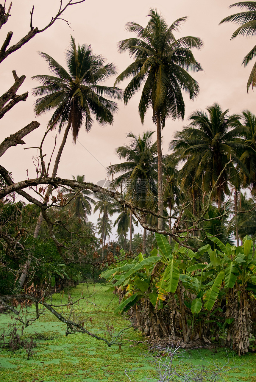 香蕉树和椰子树图片