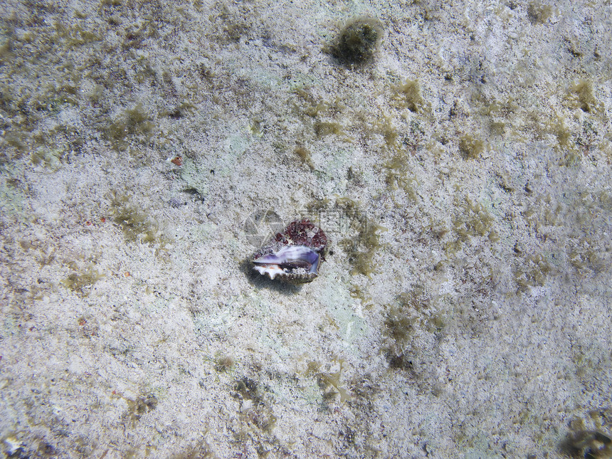 海螺贝壳异国生活潜水情调盐水假期野生动物动物生物学珊瑚图片
