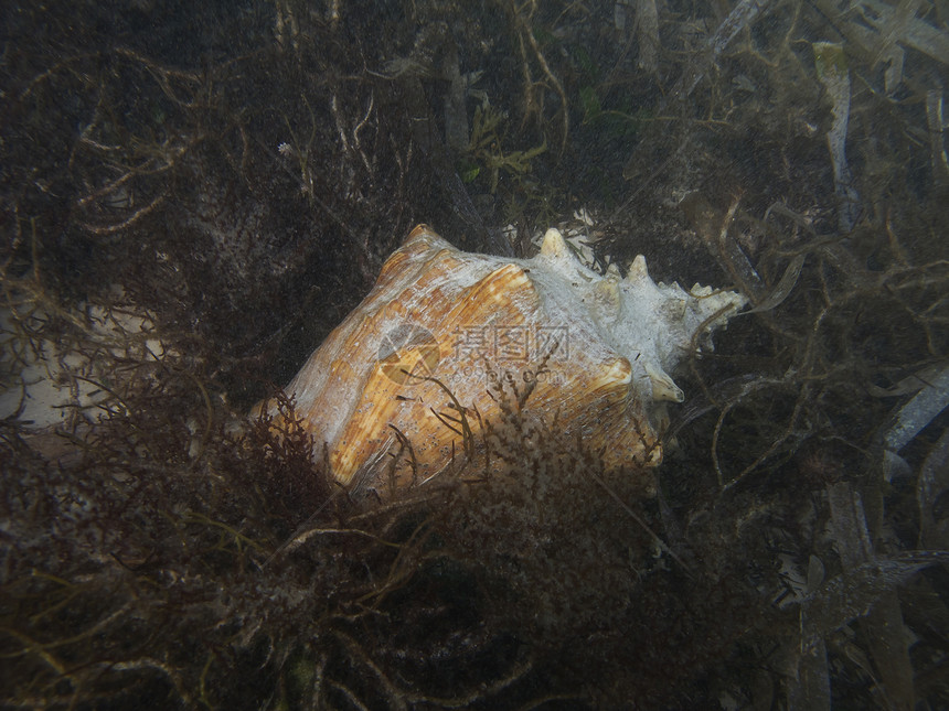海螺贝壳情调海洋植物盐水野生动物异国潜水假期珊瑚生活图片