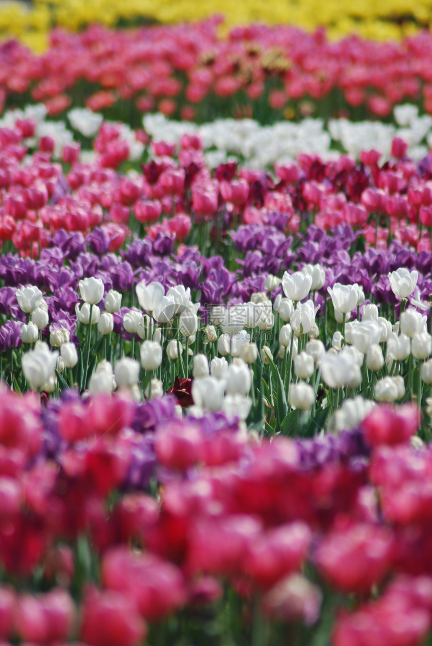 郁金香的花朵背景红色花园花瓣粉色白色绿色紫色植物公园叶子图片