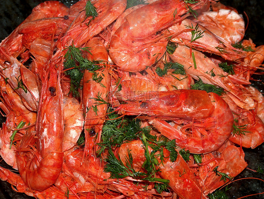 地中海红养虾图片