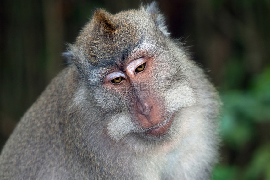 猴子灵长类动物园野性哺乳动物思维悲伤动物思绪森林眼睛图片