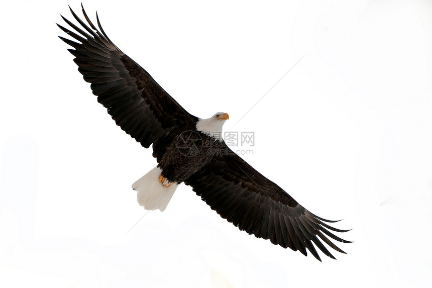 秃鹰国家猎物航班荒野天空翅膀自由猎鹰濒危海藻图片