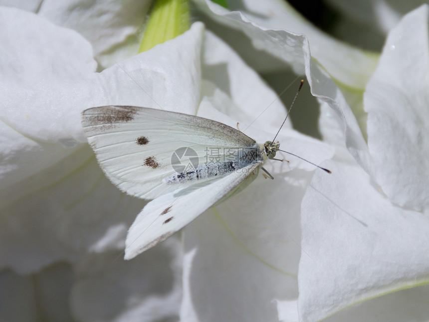 白上白白色天线昆虫翅膀宏观绿色动物鳞翅目植物花瓣图片