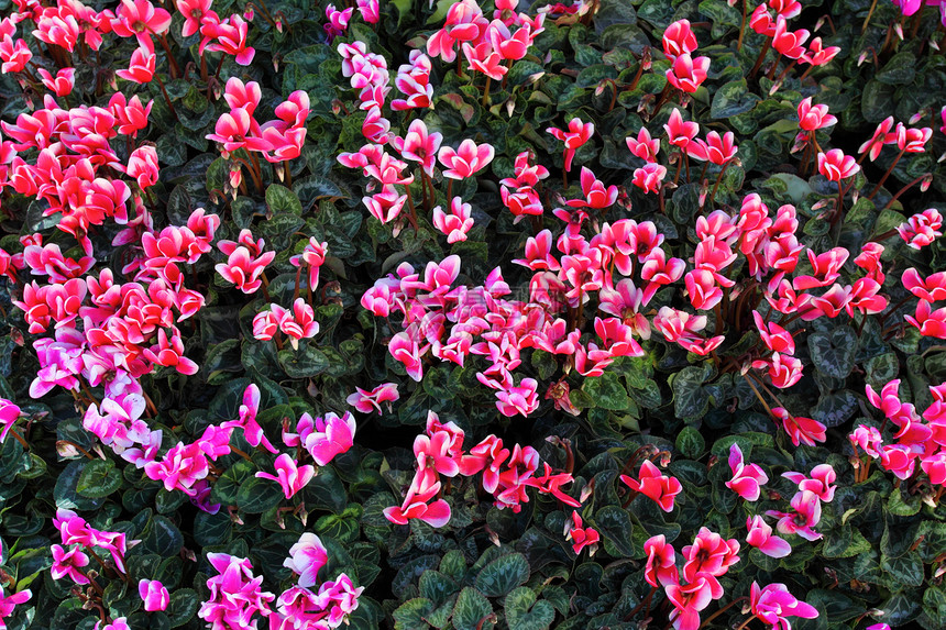 红花和粉红色圆环花作为背景仙客花瓣季节美丽植物生活房子粉色绿色紫色图片