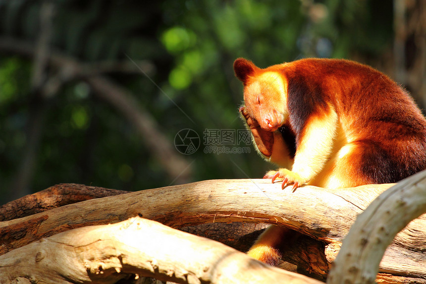 澳大利亚的袋鼠哺乳动物故事小袋毛皮日落野生动物旅游荒野女性衬套图片