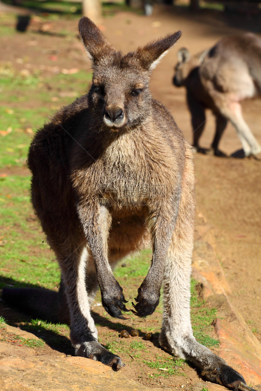 澳大利亚的袋鼠衬套小袋女性动物园荒野沙漠国家野生动物公园小袋鼠图片