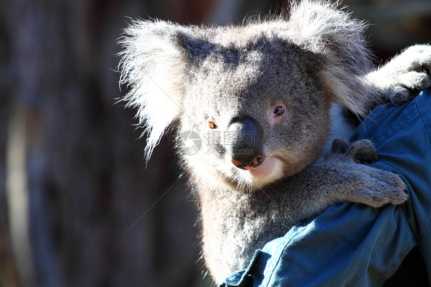 澳大利亚Koala毛皮哺乳动物正方形动物园避难所桉树婴儿考拉食草野生动物图片