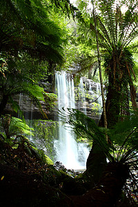 field华丽的Russel瀑布在澳大利亚塔斯马尼亚州Mt Field国家公园喷洒薄雾飞溅溪流场地苔藓峡谷流动丛林公吨森林背景