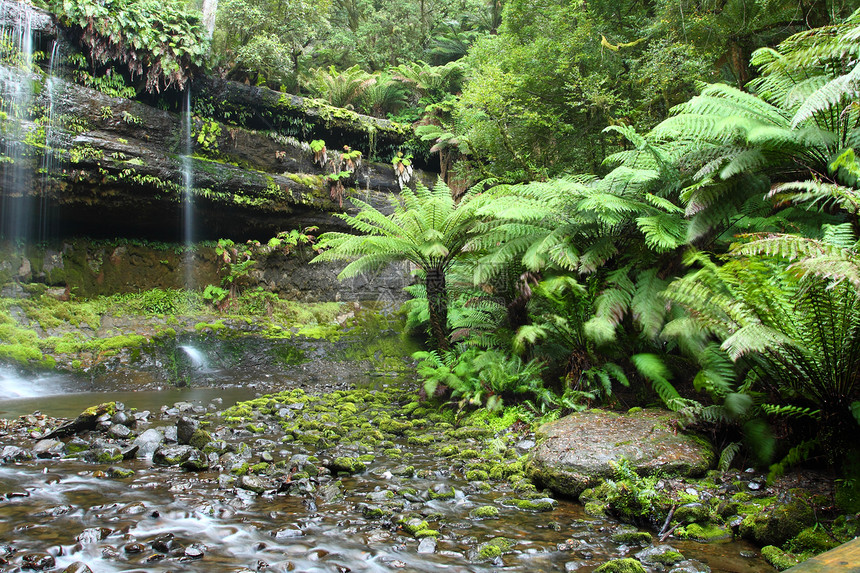 华丽的Russel瀑布在澳大利亚塔斯马尼亚州Mt Field国家公园喷洒场地溪流流动公吨苔藓丛林飞溅峡谷薄雾森林图片