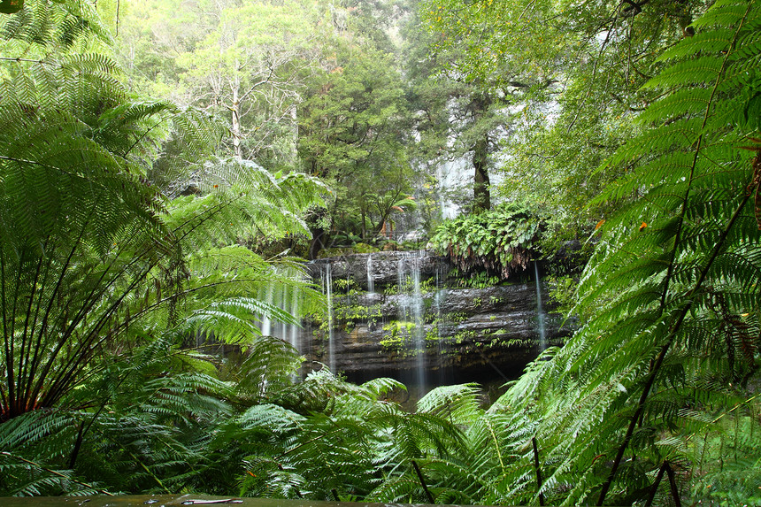 华丽的Russel瀑布在澳大利亚塔斯马尼亚州Mt Field国家公园喷洒飞溅薄雾场地溪流公吨丛林流动苔藓峡谷森林图片