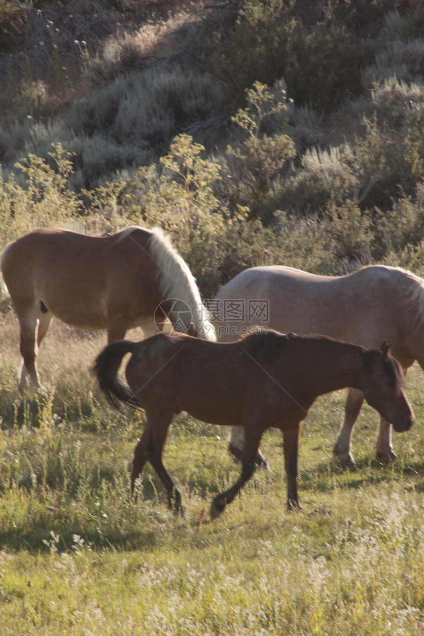 草地上美丽的马匹牧场田园脊椎动物风光摄影水平速度马毛农场哺乳动物图片