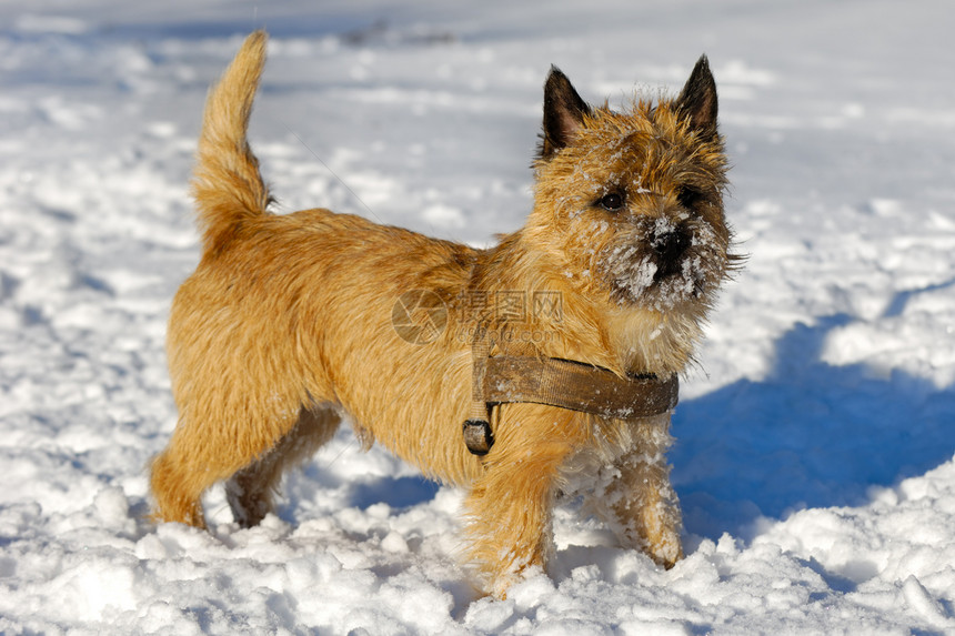 雪中的狗白色生物宠物伴侣猎犬棕色犬类小狗图片