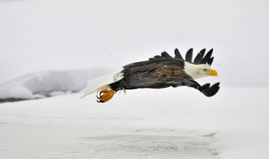 飞秃鹰在雪上覆盖的背景图片