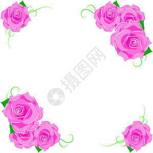带有背景玫瑰的背景玫瑰粉色插图花朵白色明信片背景图片