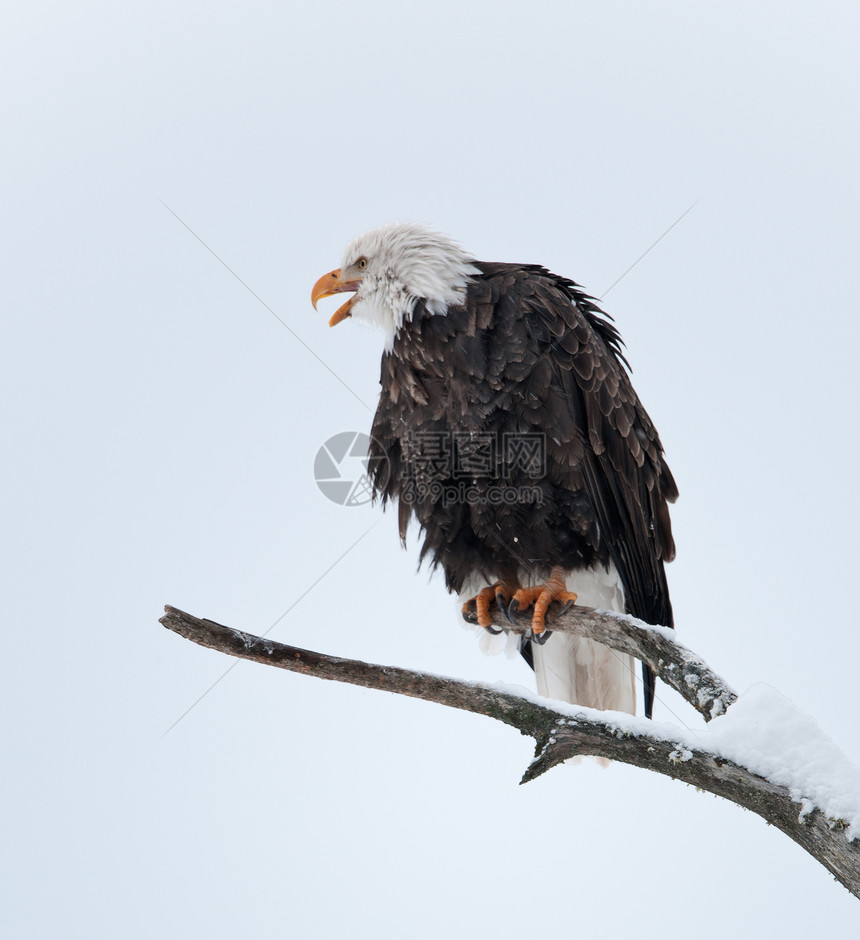 秃鹰围在树枝上白尾猎鹰翅膀生物鸟类动物群动物荒野羽毛脊椎动物图片