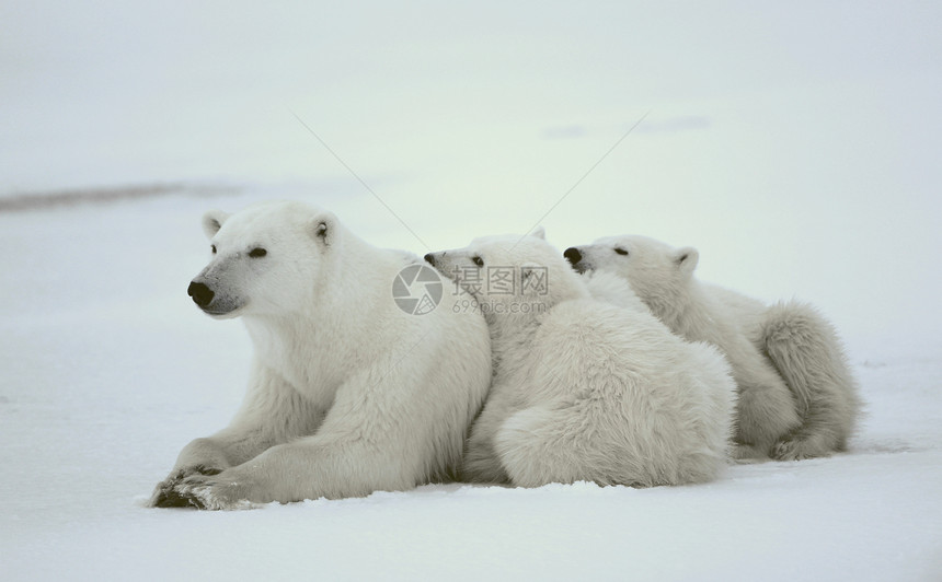 北极熊与幼崽寒冷幼兽妈妈野生动物濒危食肉危险动物生物苔原图片