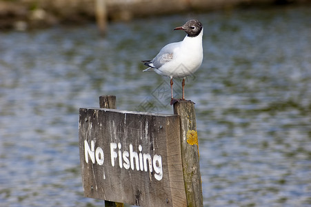 禁止捕鱼羽毛写作掌状蓝色眼睛海洋海鸥黑色白色天空高清图片