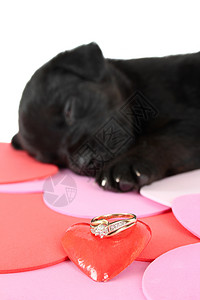 黑小黑狗外套哺乳动物宠物伴侣红色金子犬类朋友黑色蓝跟鞋背景图片