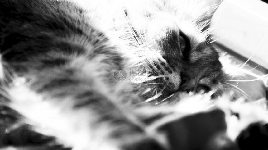 猫咪黑人白色黑色功能加托图片