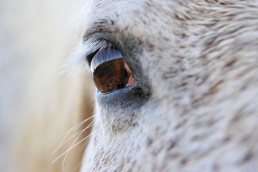 马之眼毛皮白色动物乡村宏观农场棕色马术哺乳动物瞳孔图片