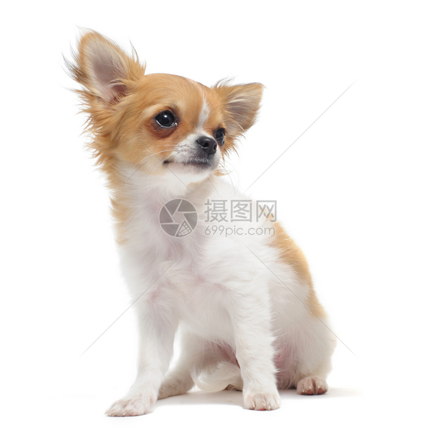 小狗吉娃娃棕色伴侣宠物白色工作室犬类动物图片
