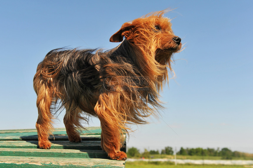 日空深井天空毛皮小狗猎犬犬类蓝色眼睛宠物动物图片