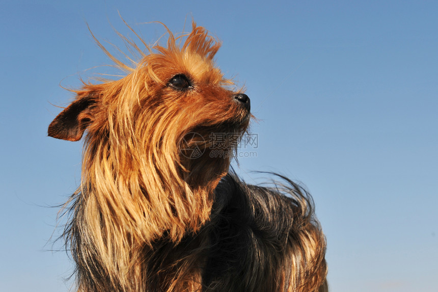 日空深井犬类小狗蓝色眼睛猎犬动物天空宠物毛皮图片