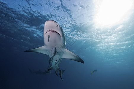 柠檬鲨鱼的底视高清图片