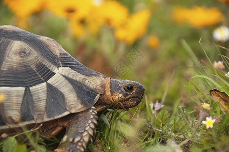 花朵中的乌龟背景图片