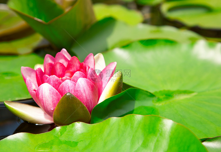 池塘里的水利百合花园植物学公园花瓣热带花朵睡莲荒野美丽植物图片