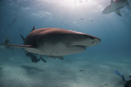 鲨鱼大笑负离子小眼睛捕食者潜水员地区海洋鲇鱼高清图片