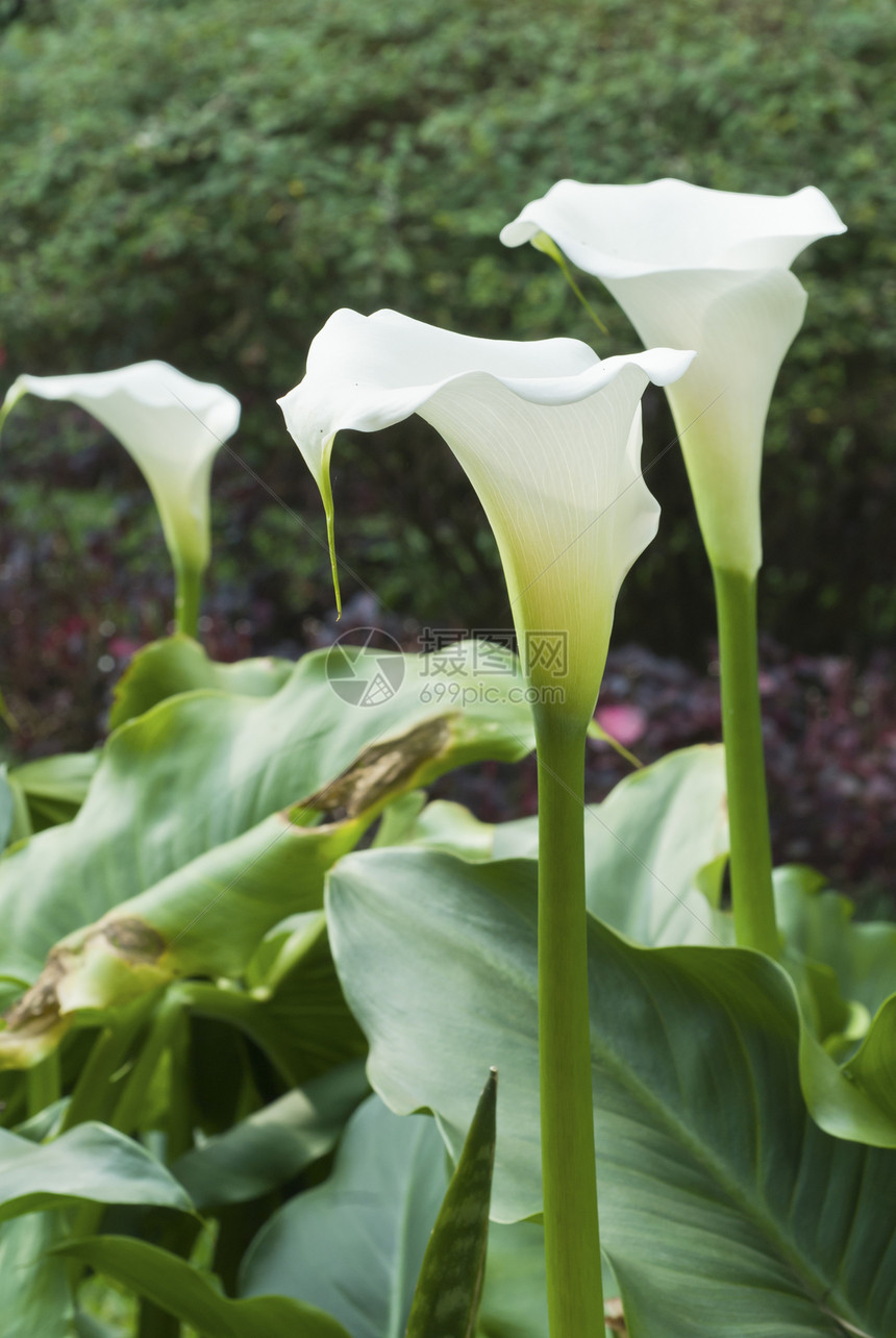 百合花白色绿叶树叶花朵花园叶子图片