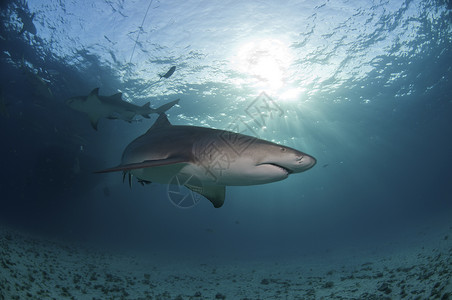 阳光鲨鱼中美洲地区高清图片