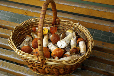 蘑菇篮子饮食收成食物美食背景图片