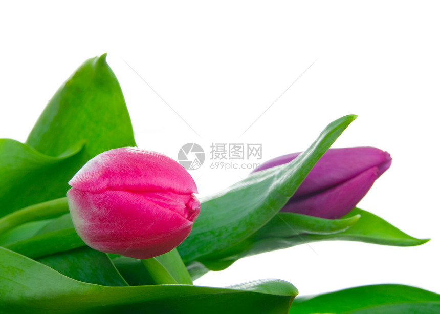 孤立背景上的郁金香花瓣叶子展示绿色宏观紫色红色白色美丽植物图片
