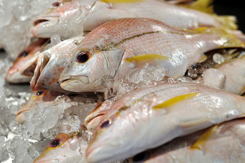 鱼钓鱼海鲜市场食物石油摄影海洋销售健康条纹图片
