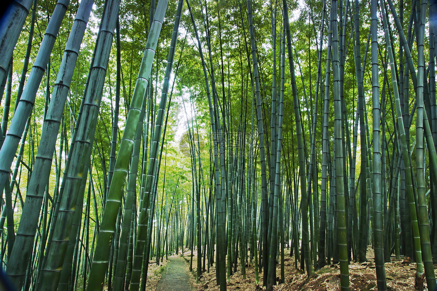 中国四川四川竹波海竹布森林景观中国四川生态竹子绿色旅游图片