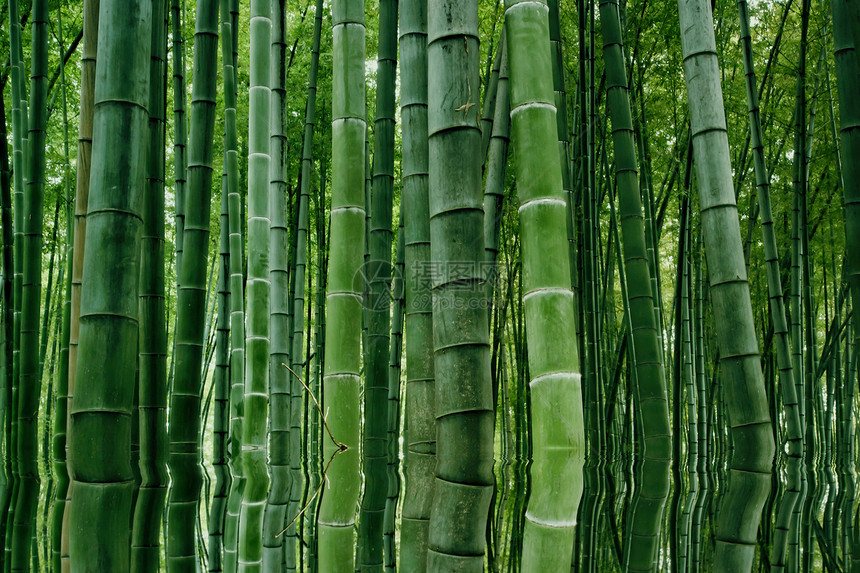 中国四川四川竹波海竹布森林景观中国四川生态竹子旅游绿色图片