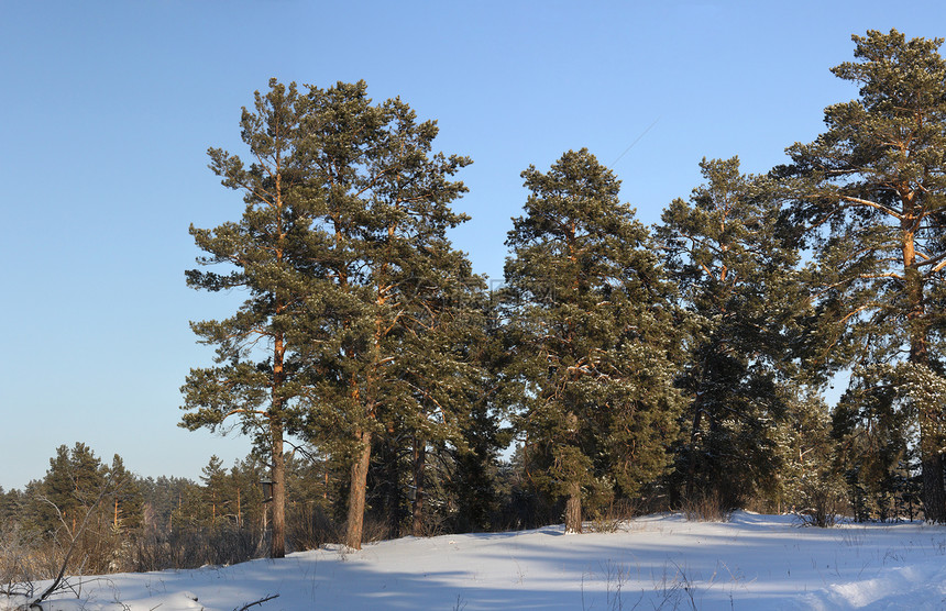 冬木森林场景阴影天空松树蓝色阳光图片