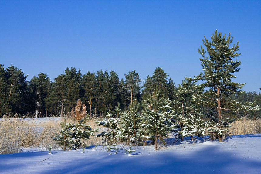 冬木阳光蓝色松树场景阴影天空森林图片