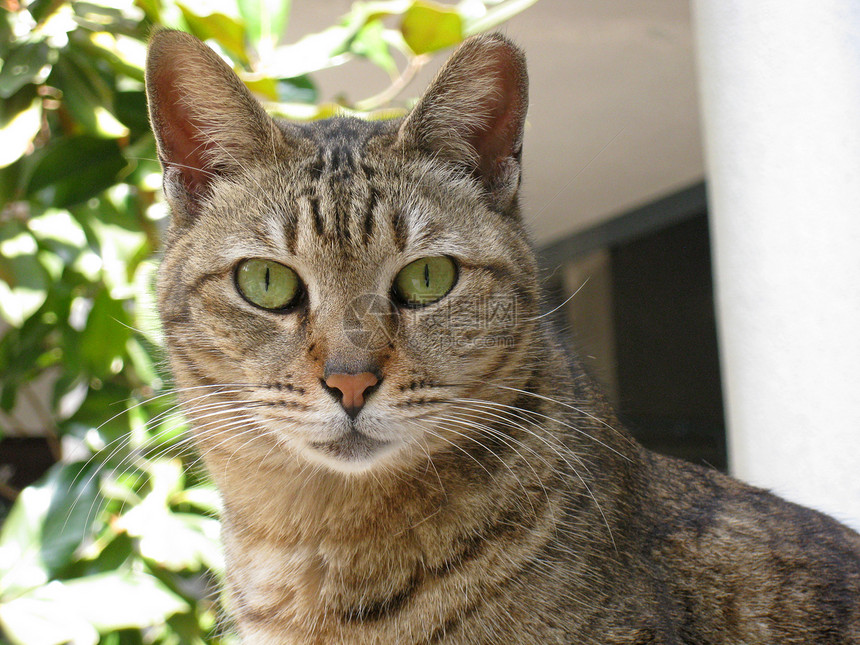 猫 近镜头猫咪嘴唇鼻子小猫牛奶宠物毛皮宏观哺乳动物食物图片